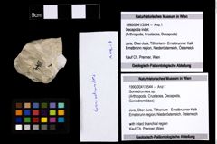 Foto (Objekt + Etiketten) von Goniodromites sp. 